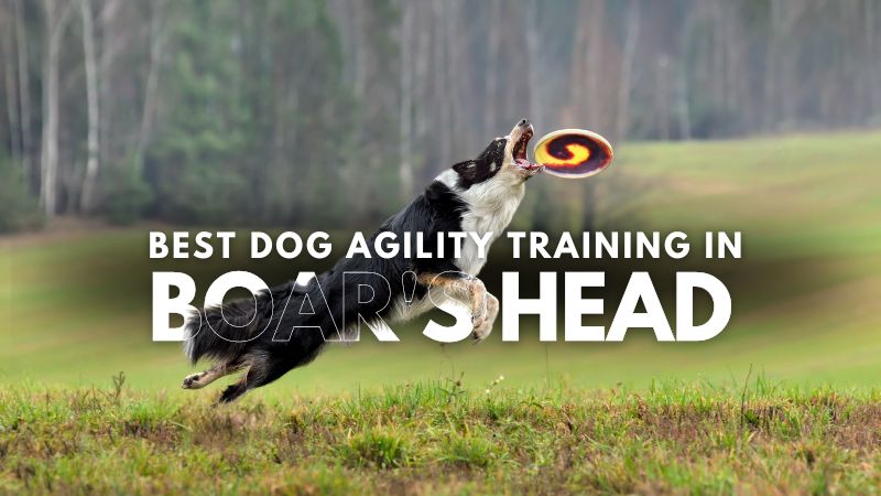 Best Dog Agility Training in Boar's Head