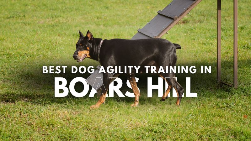 Best Dog Agility Training in Boars Hill
