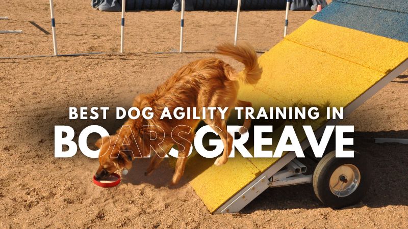 Best Dog Agility Training in Boarsgreave