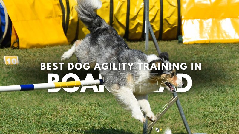 Best Dog Agility Training in Boarshead