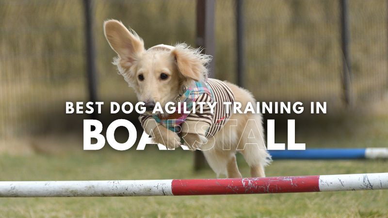 Best Dog Agility Training in Boarstall