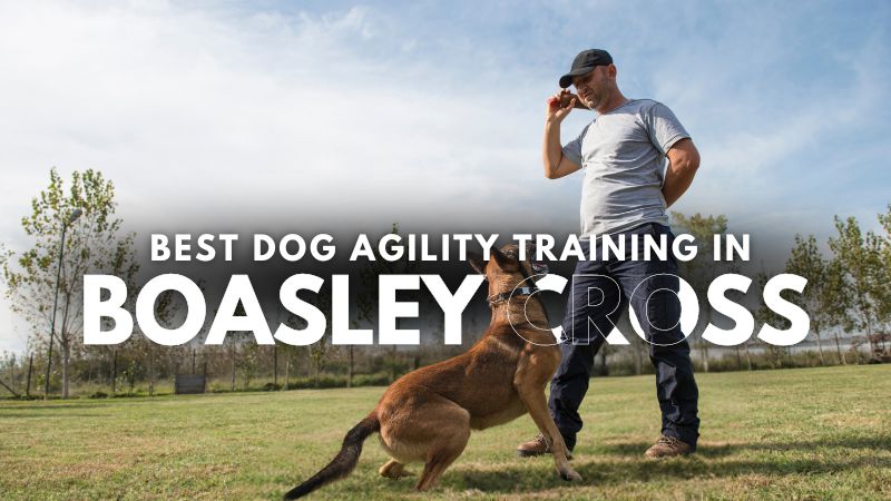 Best Dog Agility Training in Boasley Cross