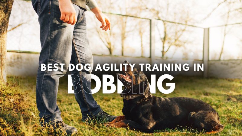 Best Dog Agility Training in Bobbing