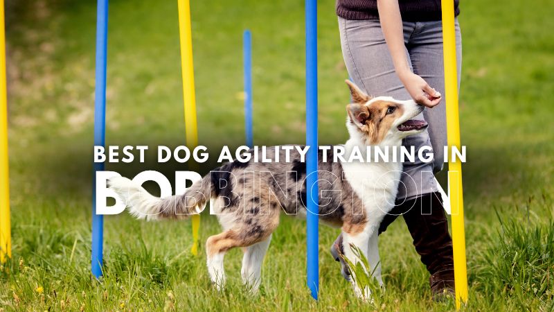 Best Dog Agility Training in Bobbington