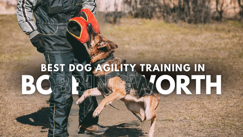 Best Dog Agility Training in Bobbingworth