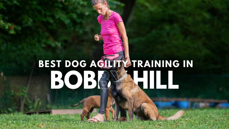 Best Dog Agility Training in Bobby Hill