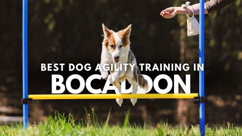 Best Dog Agility Training in Bocaddon