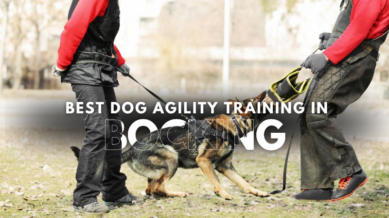 Best Dog Agility Training in Bocking