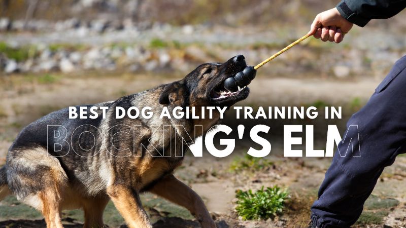 Best Dog Agility Training in Bocking's Elm