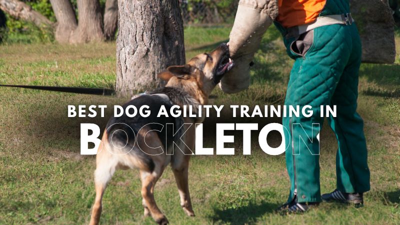 Best Dog Agility Training in Bockleton