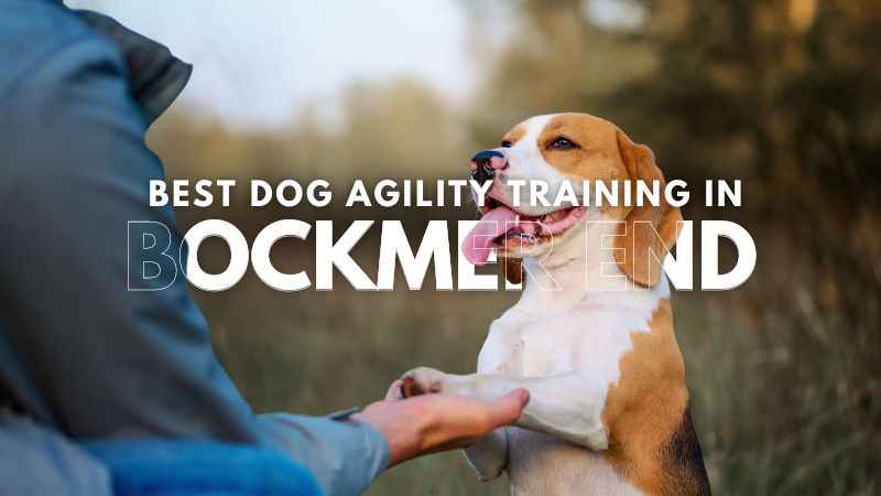 Best Dog Agility Training in Bockmer End