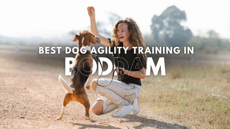 Best Dog Agility Training in Boddam