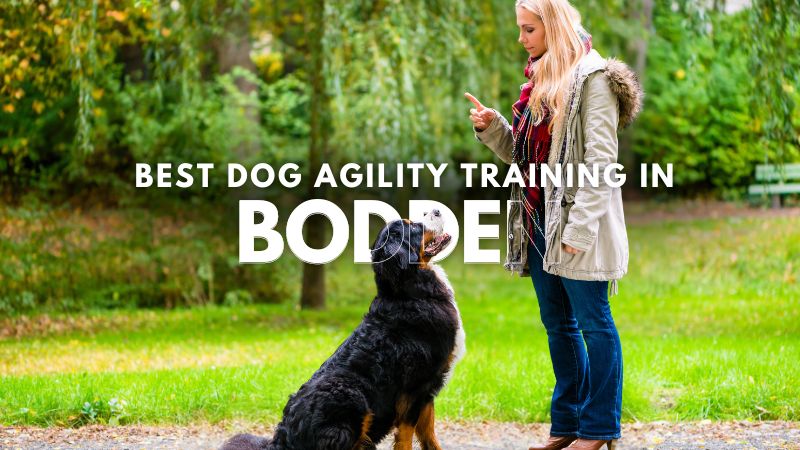 Best Dog Agility Training in Bodden