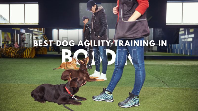 Best Dog Agility Training in Boddin