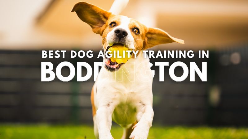 Best Dog Agility Training in Boddington