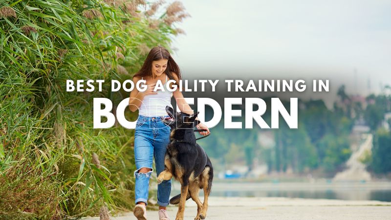 Best Dog Agility Training in Bodedern