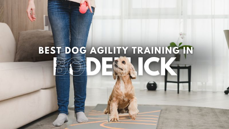Best Dog Agility Training in Bodellick
