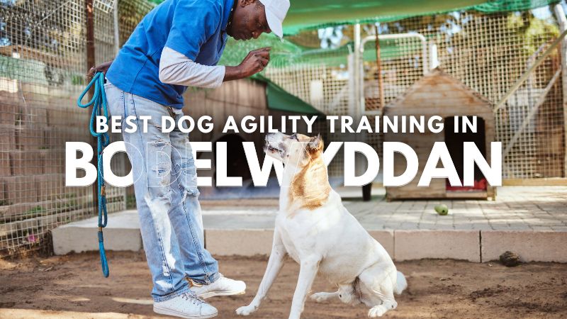 Best Dog Agility Training in Bodelwyddan