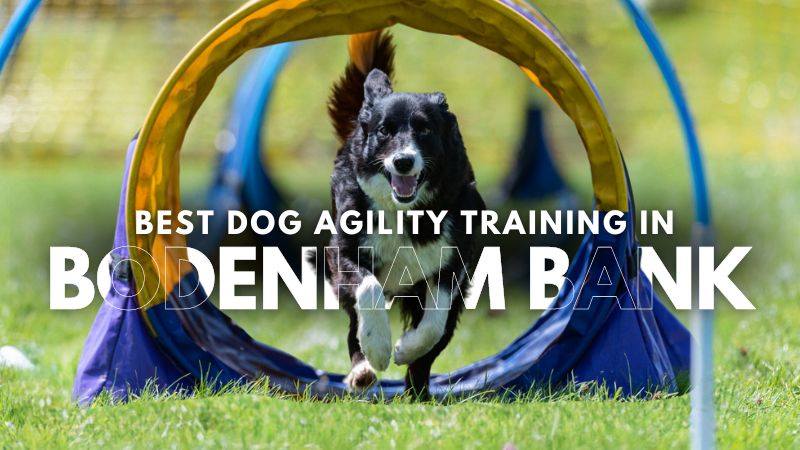 Best Dog Agility Training in Bodenham Bank