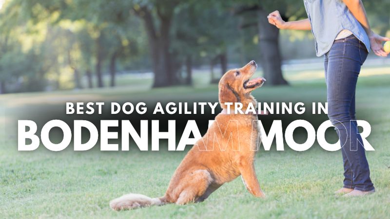 Best Dog Agility Training in Bodenham Moor