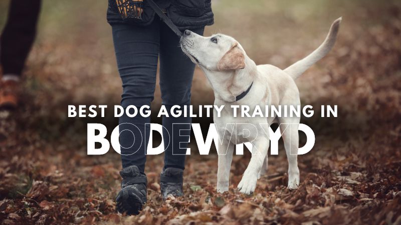 Best Dog Agility Training in Bodewryd
