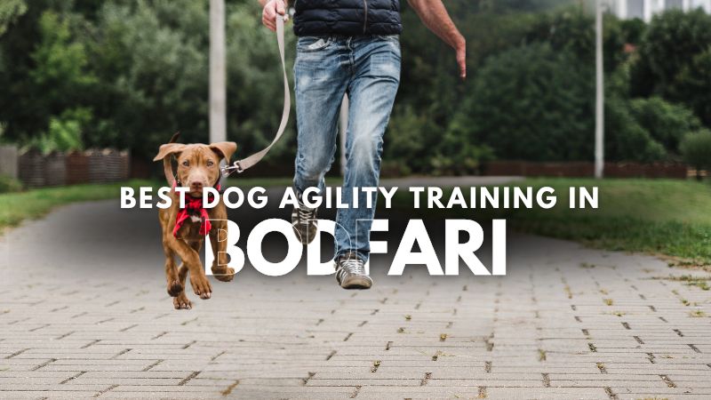 Best Dog Agility Training in Bodfari