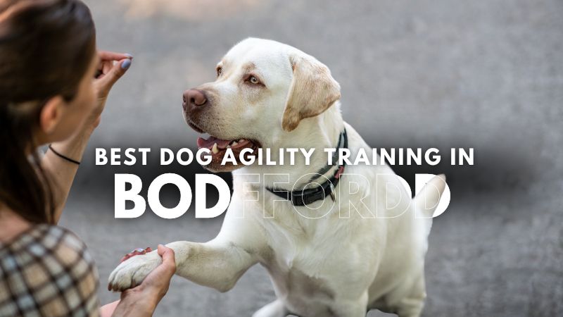 Best Dog Agility Training in Bodffordd
