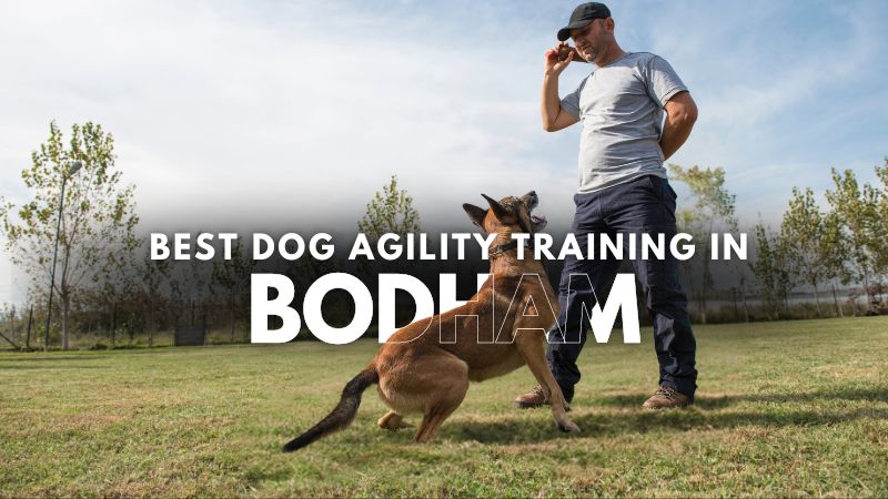 Best Dog Agility Training in Bodham