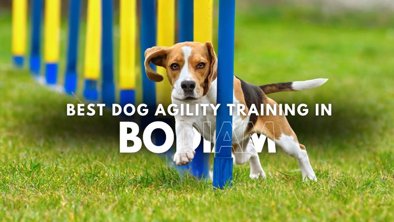 Best Dog Agility Training in Bodiam