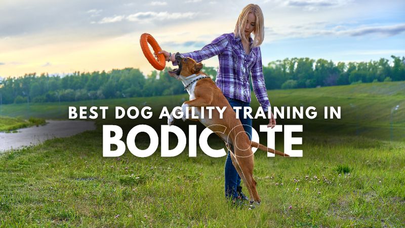 Best Dog Agility Training in Bodicote
