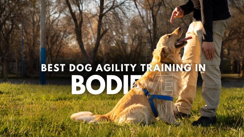 Best Dog Agility Training in Bodieve
