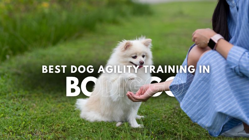 Best Dog Agility Training in Bodiggo