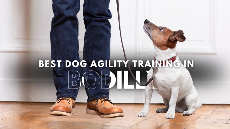 Best Dog Agility Training in Bodilly