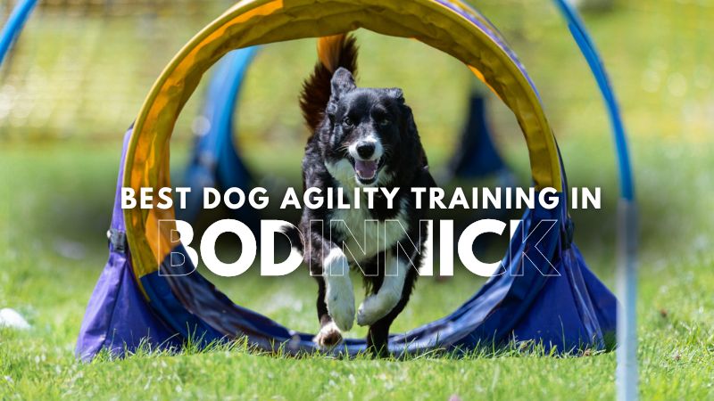 Best Dog Agility Training in Bodinnick
