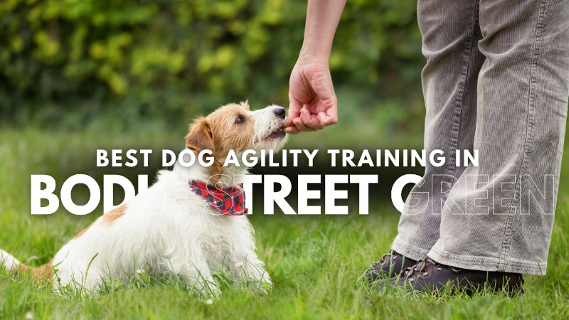 Best Dog Agility Training in Bodle Street Green