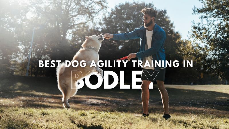 Best Dog Agility Training in Bodley
