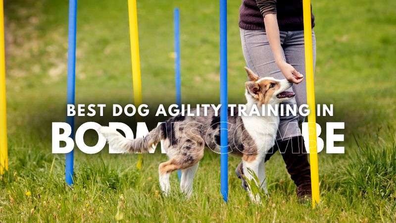 Best Dog Agility Training in Bodmiscombe