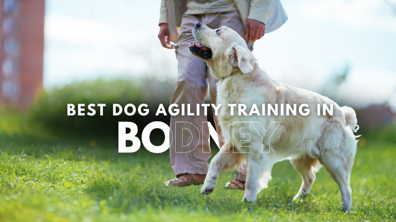 Best Dog Agility Training in Bodney