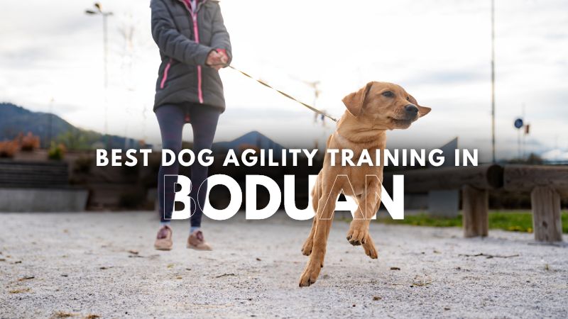 Best Dog Agility Training in Boduan
