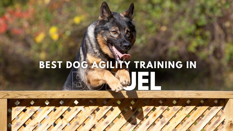 Best Dog Agility Training in Boduel