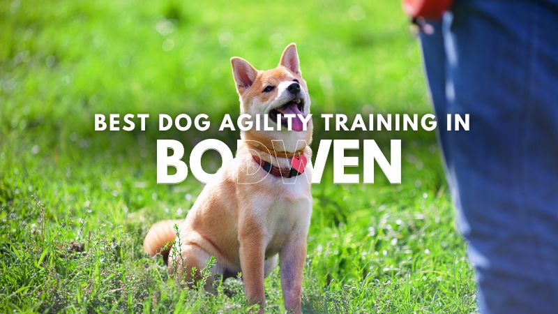Best Dog Agility Training in Bodwen