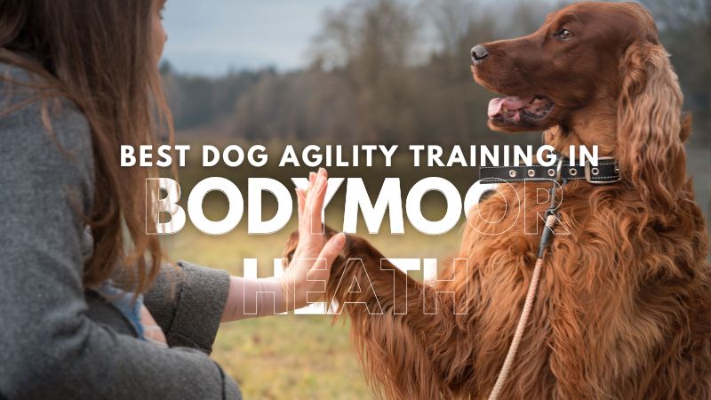 Best Dog Agility Training in Bodymoor Heath
