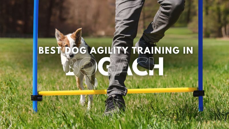 Best Dog Agility Training in Bogach