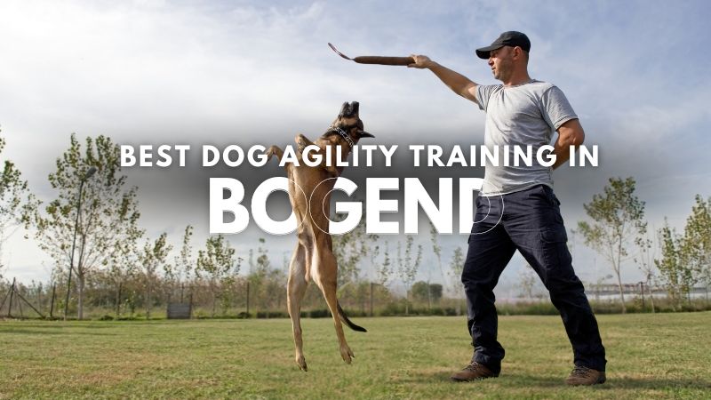 Best Dog Agility Training in Bogend