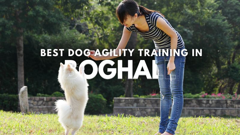 Best Dog Agility Training in Boghall