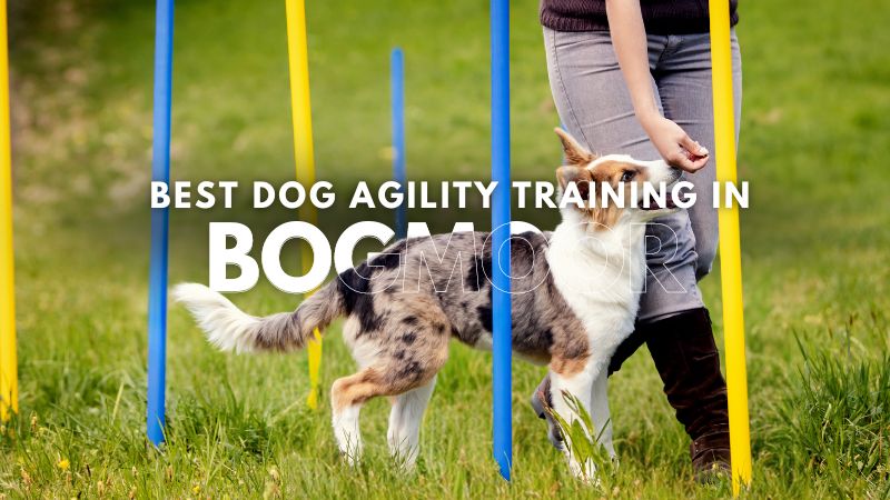 Best Dog Agility Training in Bogmoor