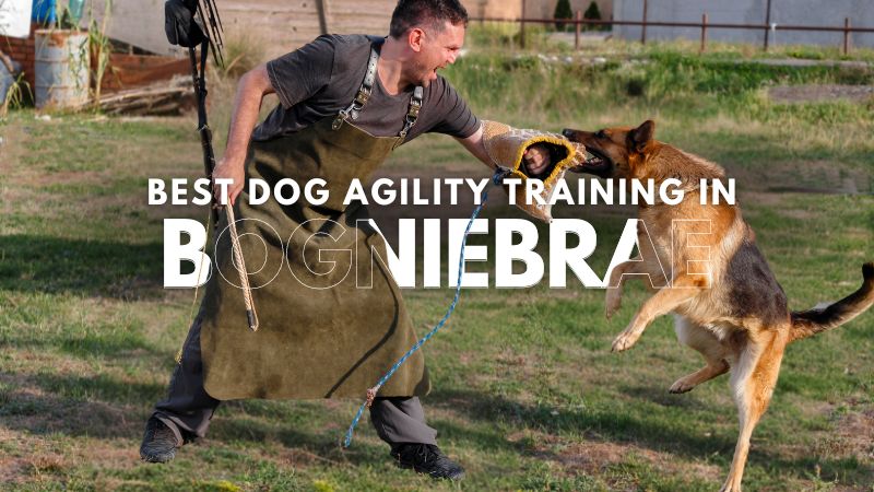 Best Dog Agility Training in Bogniebrae