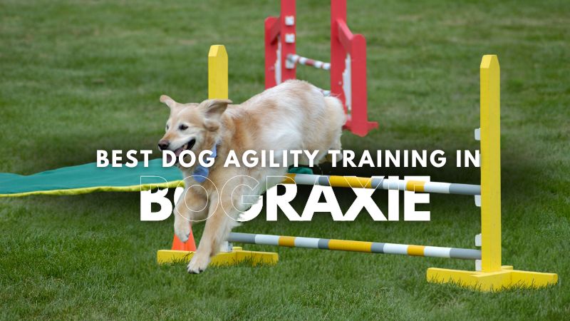 Best Dog Agility Training in Bograxie