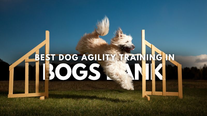 Best Dog Agility Training in Bogs Bank