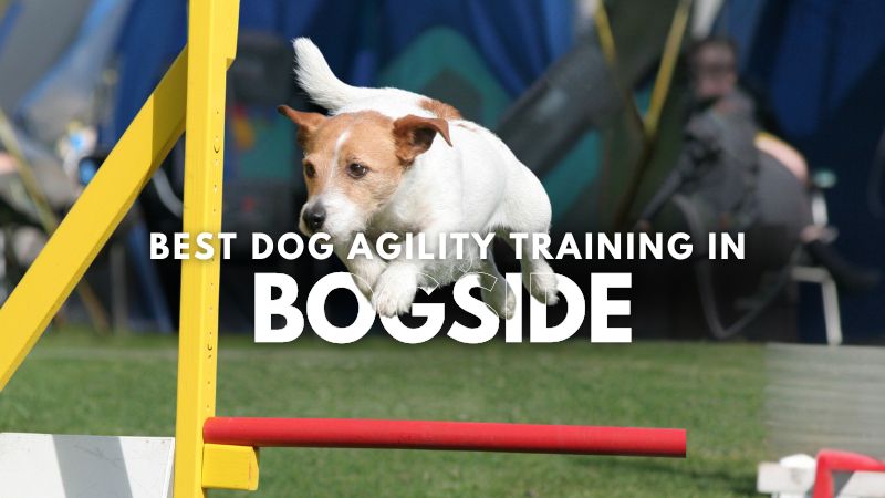 Best Dog Agility Training in Bogside